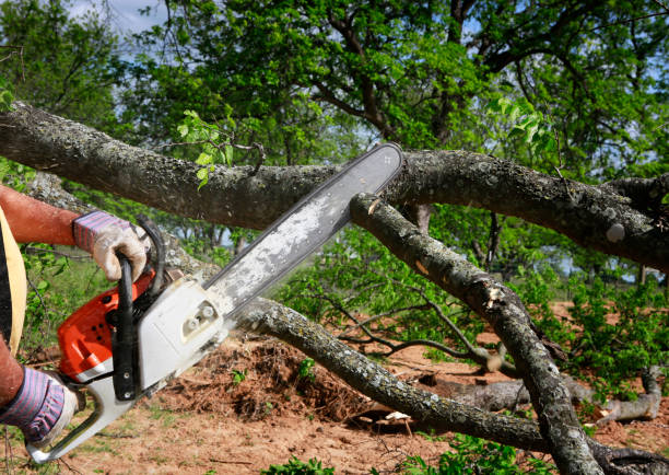 Seasonal Cleanup (Spring/Fall) in Laurel, DE